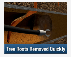Tree Root Intrusions Kings Cross